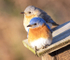 Eastern Bluebird Pair