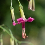 Purple mountain lettuce (Prenanthes purpurea)