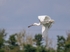 Spoonbill