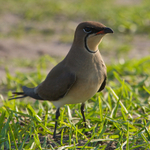 Collared Pratincole standing in some grass near a water hole