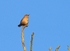 Wren