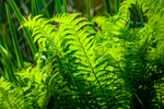 Fern-5974
