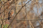 Greyish Baywing perche...