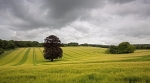 Chappetts copse 1376 pse2