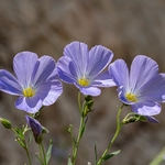 Alpine flax (Linum alpinum)

