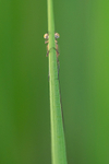 Into the world of Damselflies, Ireland.