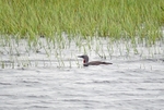 Red-throated Diver