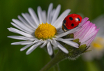In the world  of Ladybirds
