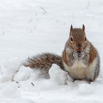 Snow squirrel