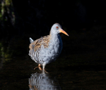 Water Rail -  Rallus aquaticus