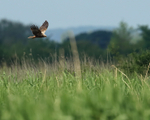 Marsh Harrier hunting low over reeds, Otmoor RSPB
