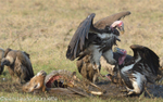 Leopard-faced vulture