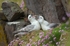 Fulmars