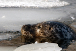 Winter Seal