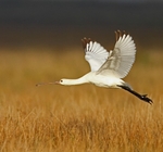 Spoonbill