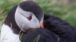 Puffen Cute 5