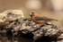 Red Crossbill (male) at drinking pool, Port del Comte, Spain