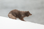 Arctic Fox snow shake (frame 3), Hornstrandir, Iceland
