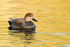 Gadwall