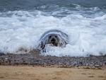 Atlantic Grey Seal