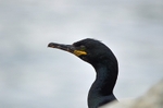 Shag