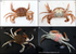 IDA012: Liocarcinus colour morphs