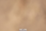 240317A-132914-06722