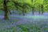 Kinclaven woods 01