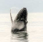 Humpback Breach