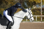 British Dressage portfolio