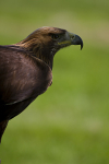 GOLDEN EAGLE (ref GE 05/11)
