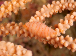 Simnia hiscocki