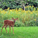 Bambi Revisited
