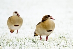 Egyptian Goose portfolio