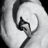 CS202 PREENING SWAN, FAIRBURN INGS, FERRYBRIDGE