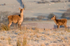 Red Deer Hind & Fawn