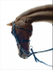 Carl Hester Fantastic Elastic Reins