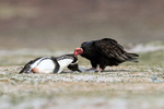 Turkey Vulture pulling at dead penguin, Volunteer Point, Falklands