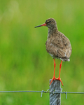 Redshank on fence post, Iceland