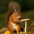 Red Squirrel