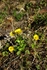 Arctic Buttercup 2733