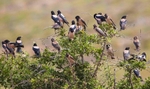 Rose Coloured Starlings