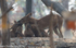 Dholes