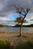 Lone Tree, Loch Pityoulish, Cairngorms