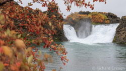 Autumn Falls