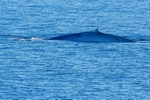 Blue Whale