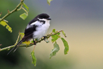 Common Fiscal (adult) perched in a bush at Kenana Farm, Kenya
