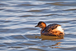 Little Grebe