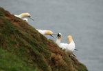 Gannets