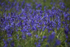 Bluebells